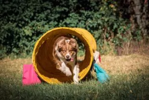 HappyFeet_Agi Hundesport im HSV
